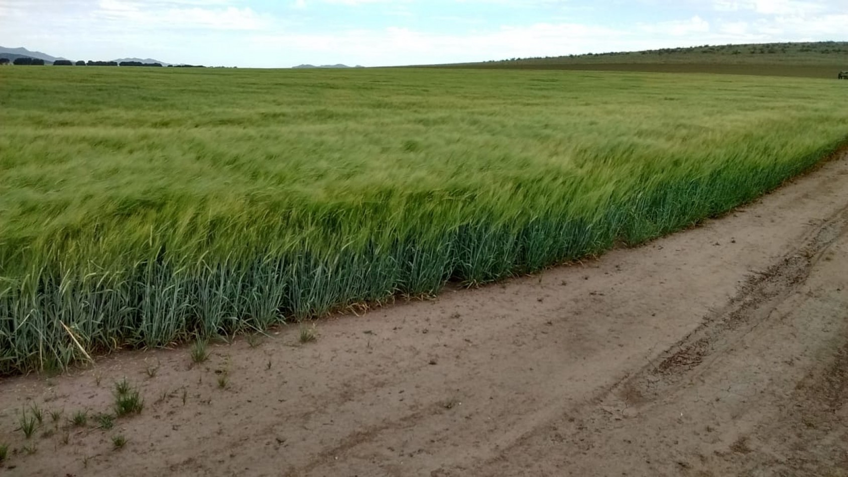 VENTA DE CAMPO MIXTO - TORNQUIST