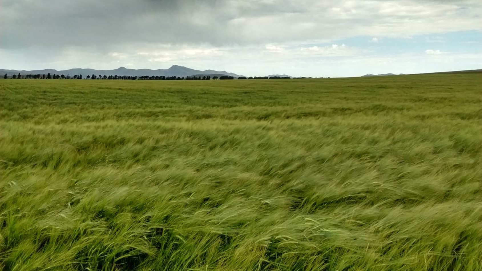 VENTA DE CAMPO MIXTO - TORNQUIST