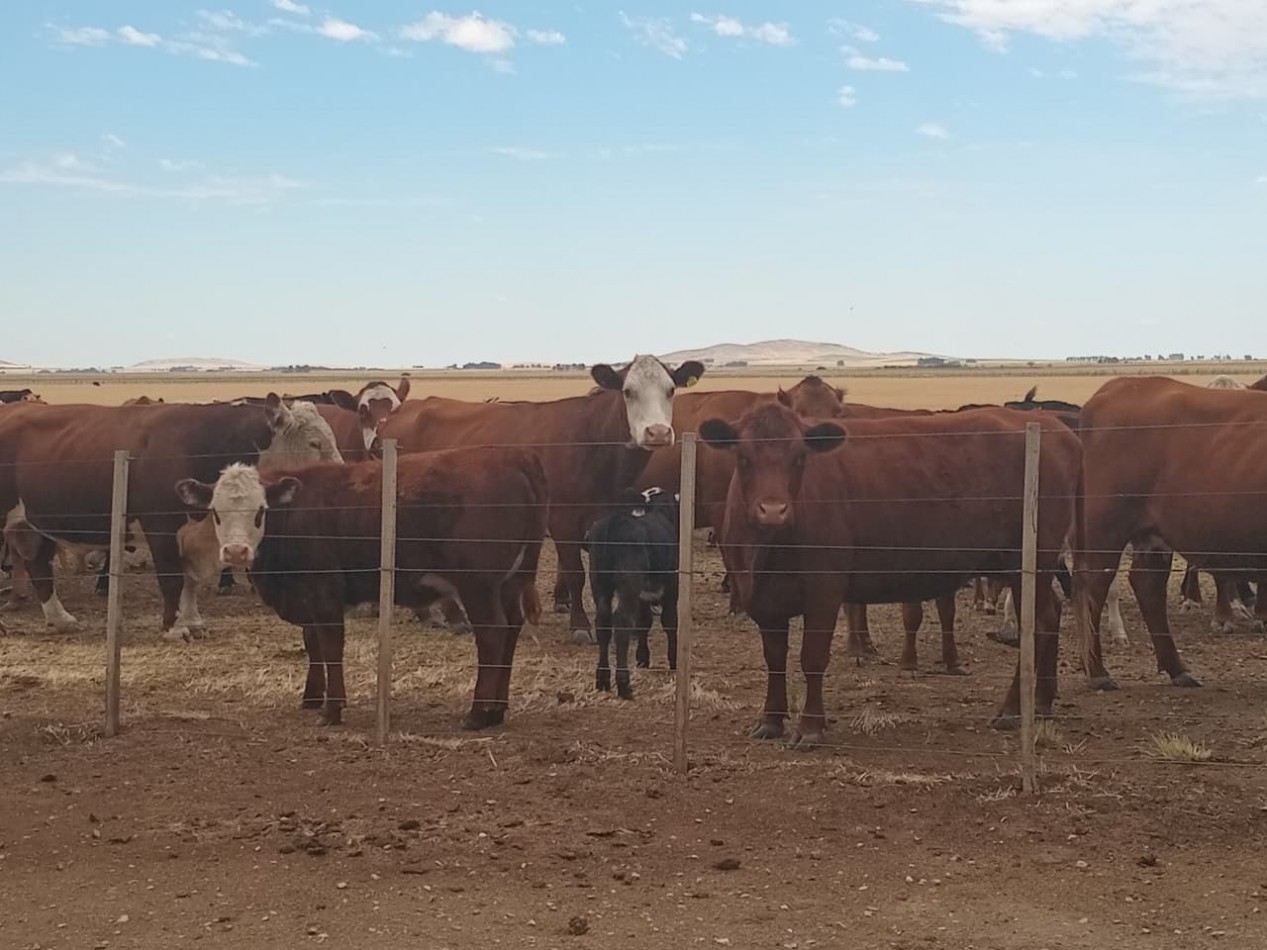 VENTA DE CAMPO MIXTO - TORNQUIST