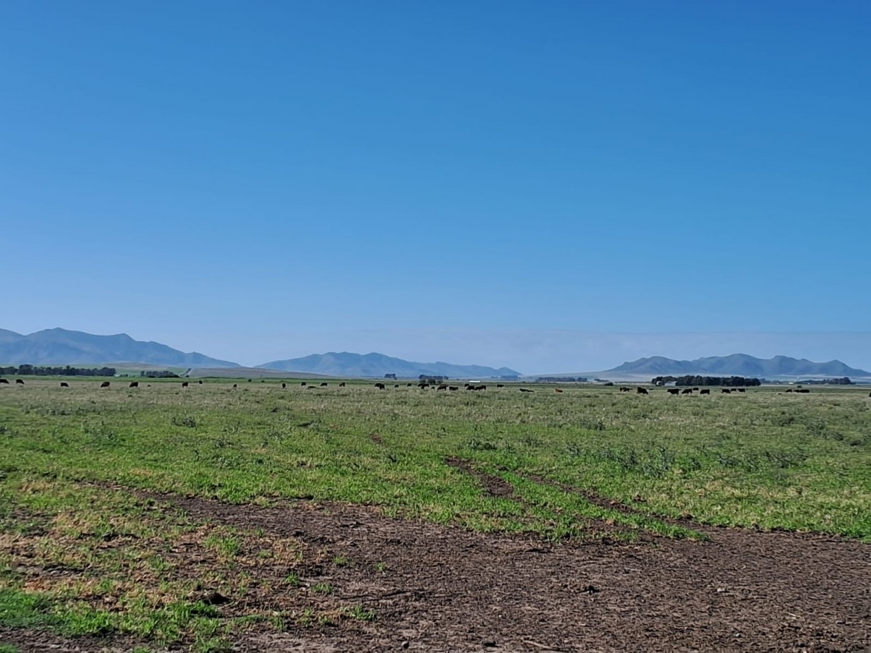 VENTA DE CAMPO MIXTO - TORNQUIST