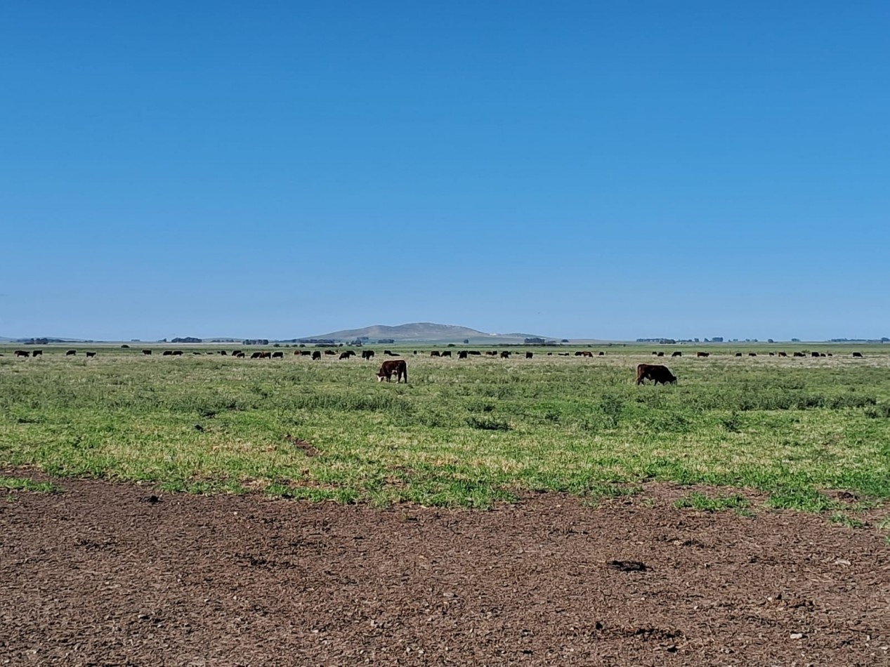 VENTA DE CAMPO MIXTO - TORNQUIST