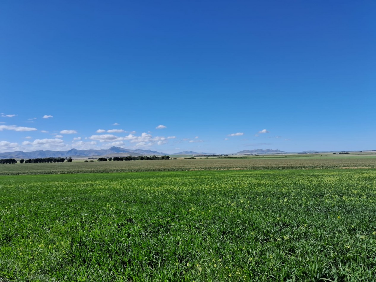 VENTA DE CAMPO MIXTO - TORNQUIST