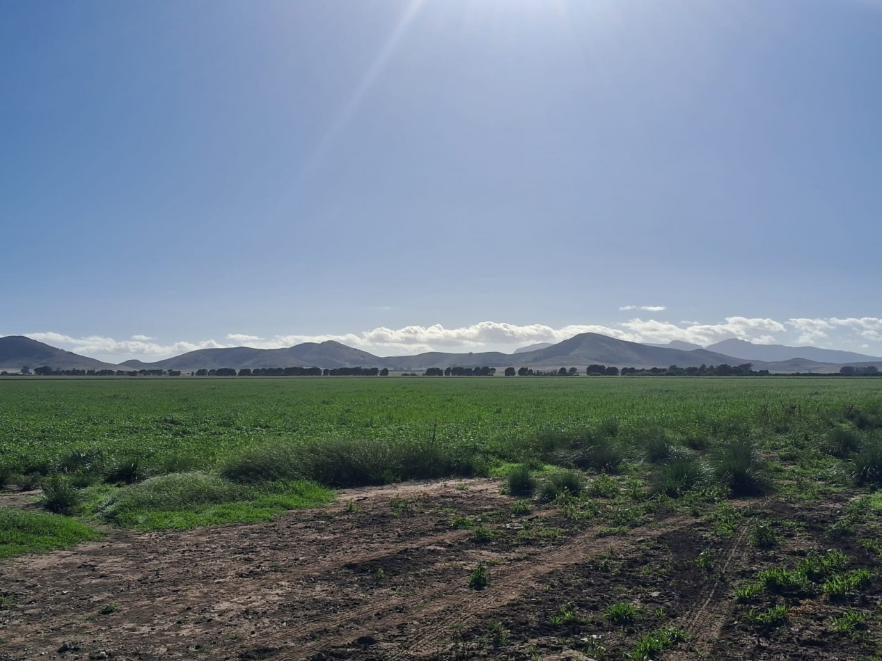 VENTA DE CAMPO MIXTO - TORNQUIST