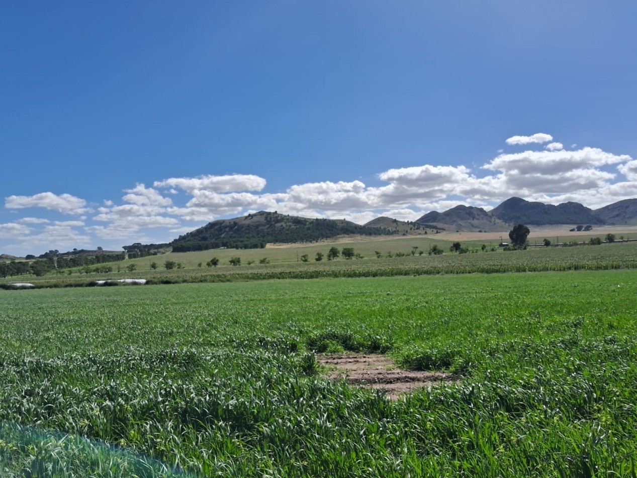 VENTA DE CAMPO MIXTO - TORNQUIST