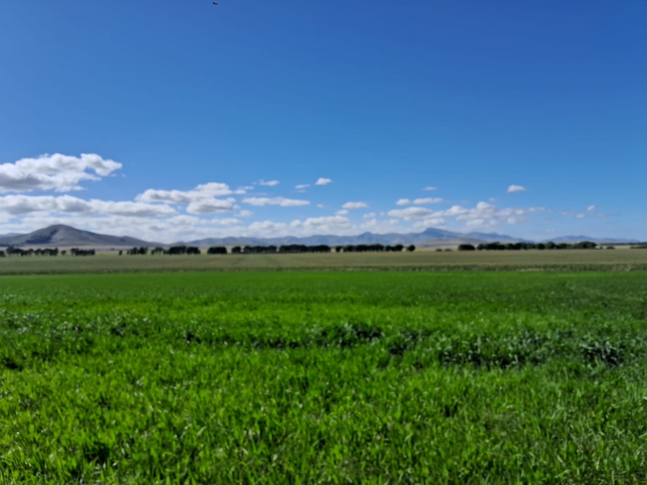 VENTA DE CAMPO MIXTO - TORNQUIST