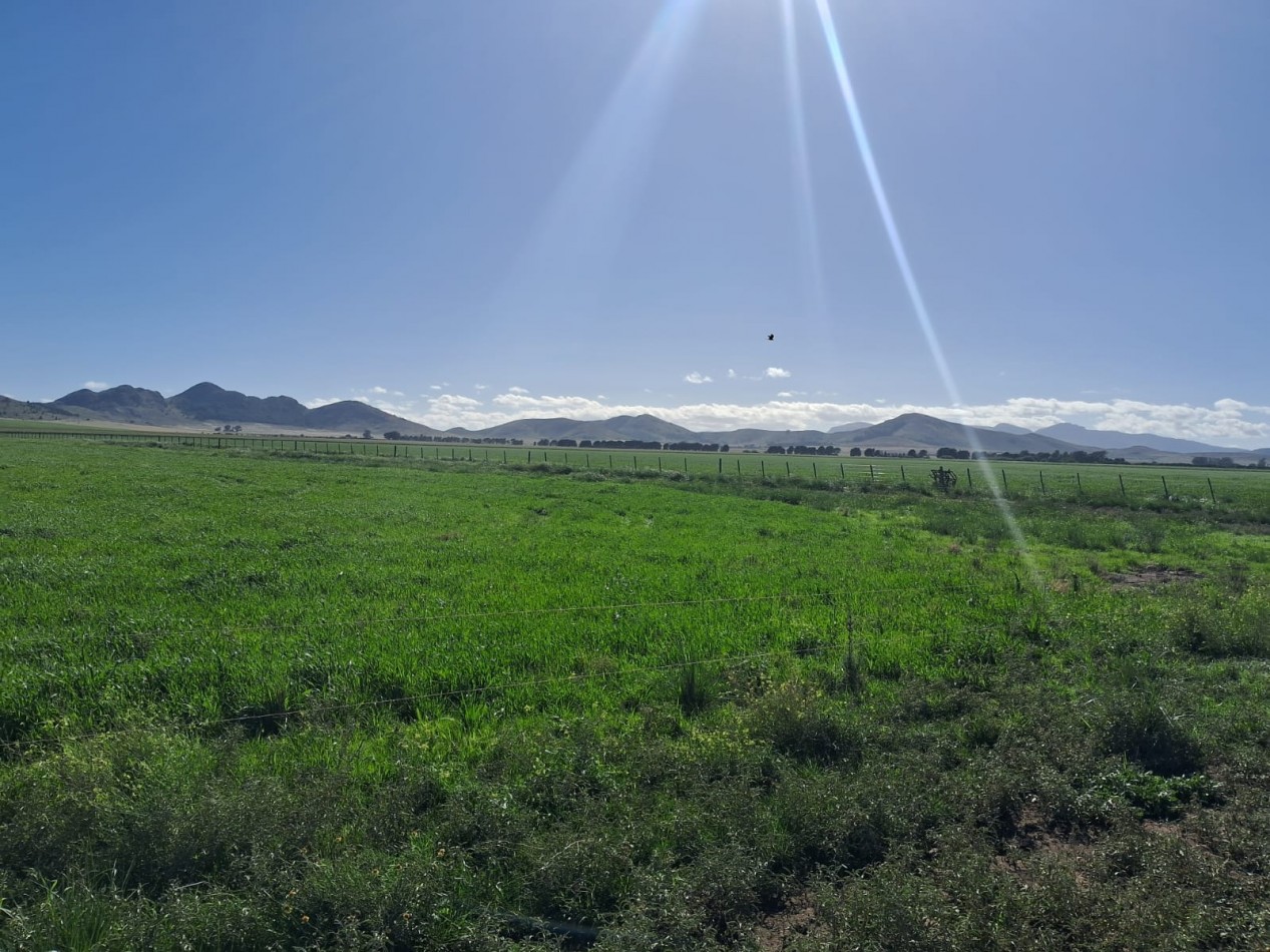 VENTA DE CAMPO MIXTO - TORNQUIST