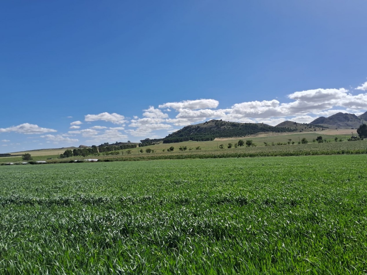 VENTA DE CAMPO MIXTO - TORNQUIST