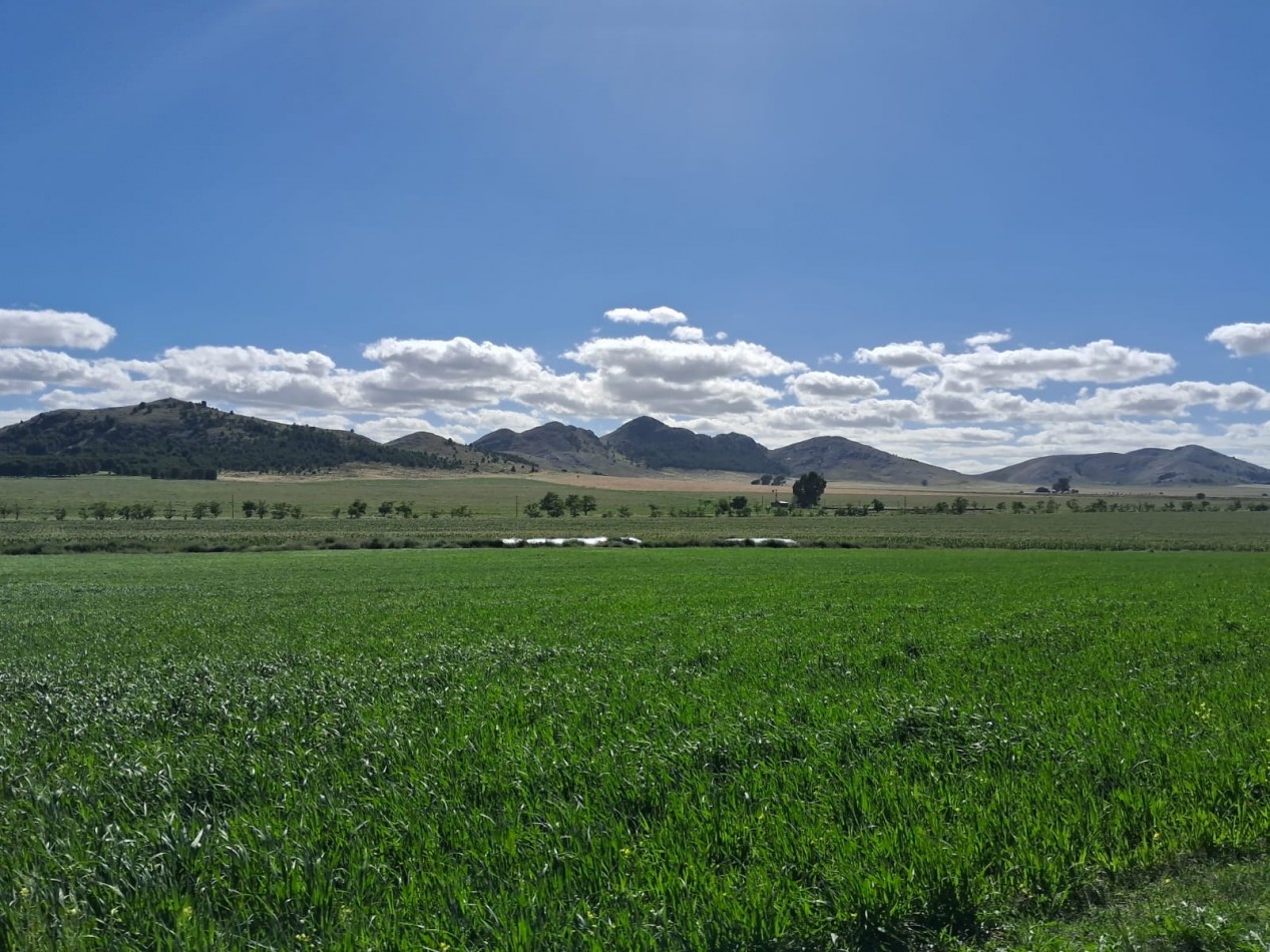 VENTA DE CAMPO MIXTO - TORNQUIST