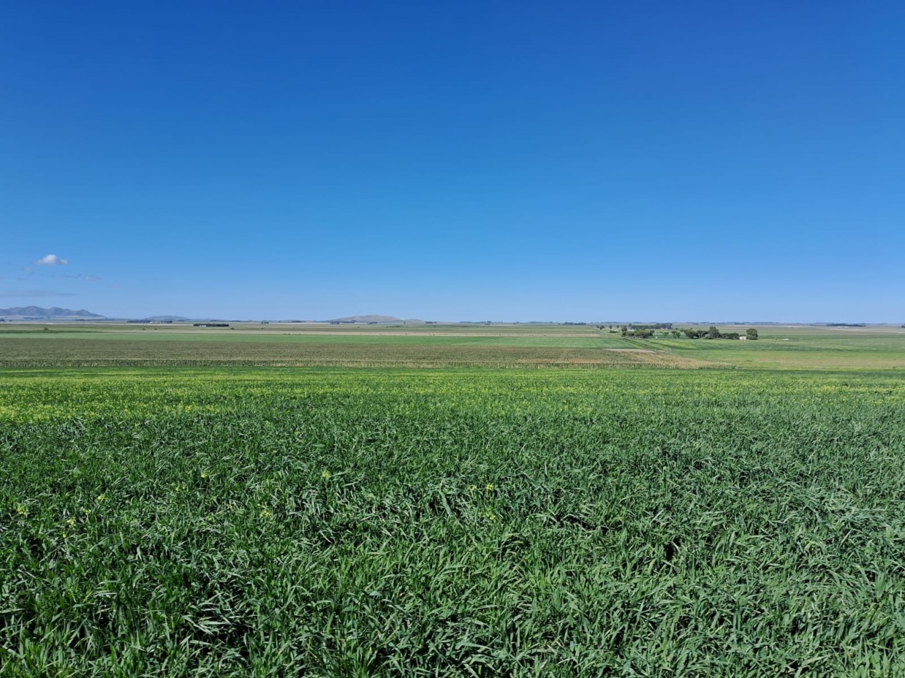 VENTA DE CAMPO MIXTO - TORNQUIST