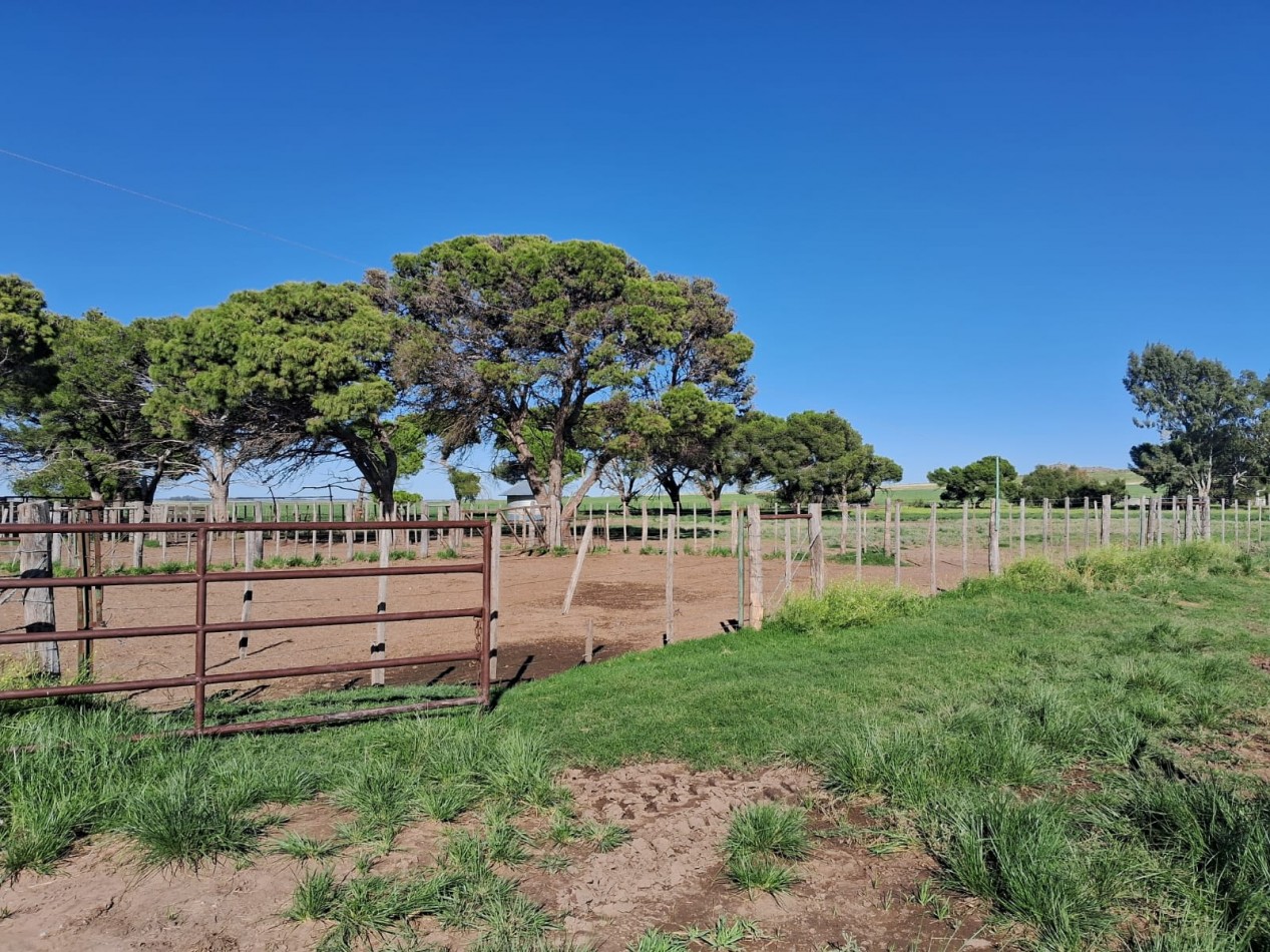 VENTA DE CAMPO MIXTO - TORNQUIST