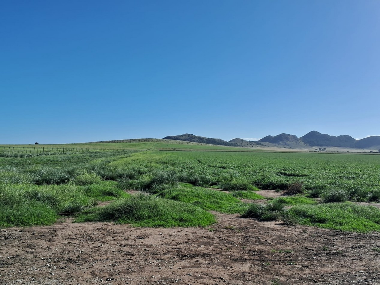 VENTA DE CAMPO MIXTO - TORNQUIST