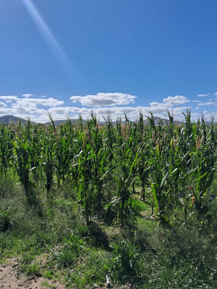 VENTA DE CAMPO MIXTO - TORNQUIST