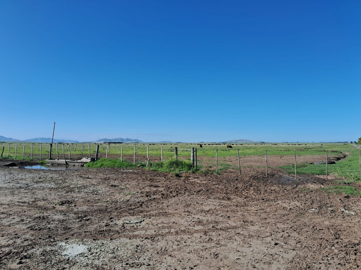 VENTA DE CAMPO MIXTO - TORNQUIST