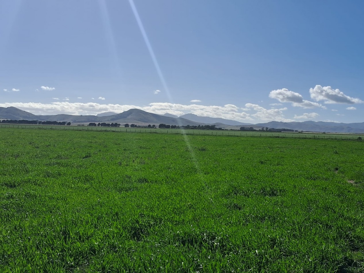 VENTA DE CAMPO MIXTO - TORNQUIST