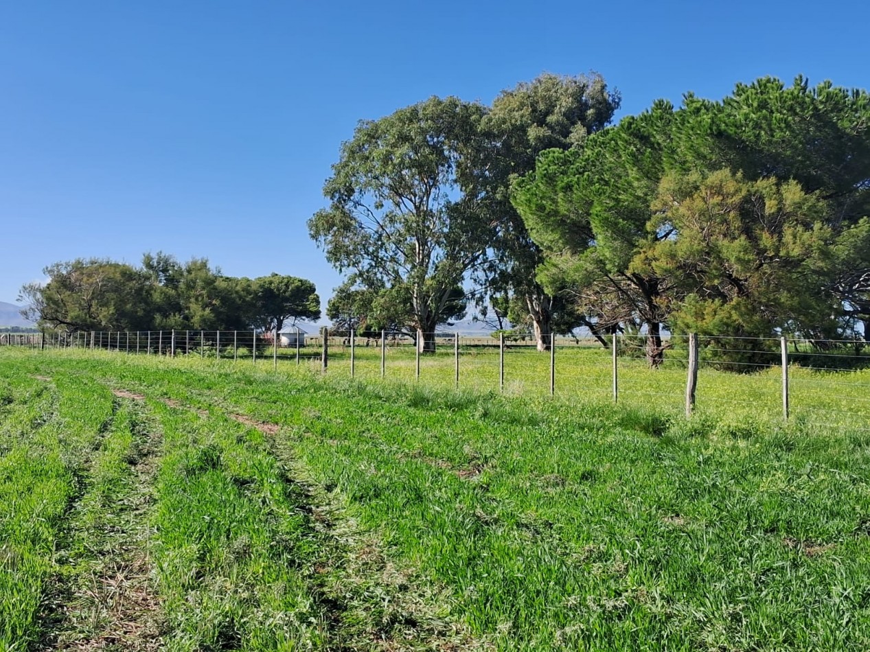 VENTA DE CAMPO MIXTO - TORNQUIST