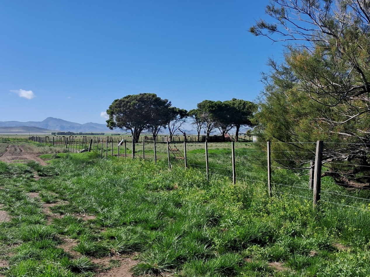 VENTA DE CAMPO MIXTO - TORNQUIST