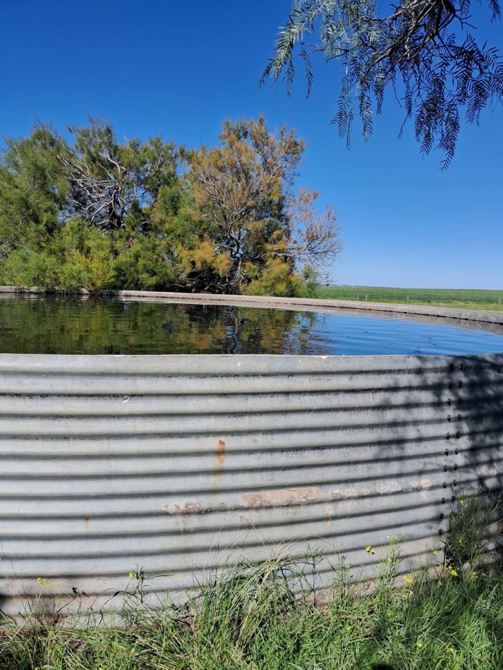 VENTA DE CAMPO MIXTO - TORNQUIST