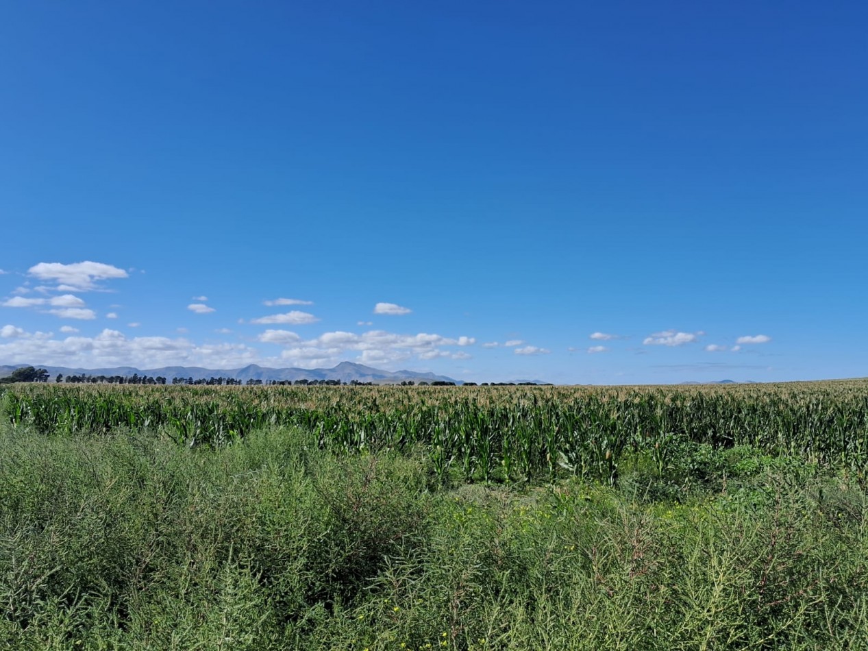 VENTA DE CAMPO MIXTO - TORNQUIST