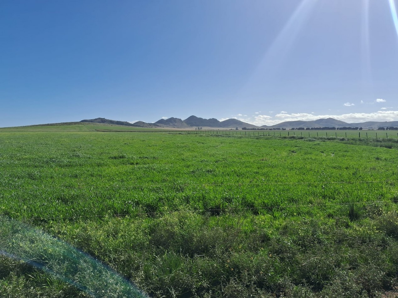 VENTA DE CAMPO MIXTO - TORNQUIST