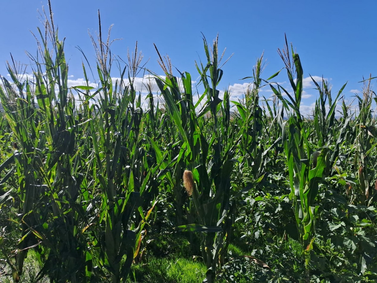 VENTA DE CAMPO MIXTO - TORNQUIST