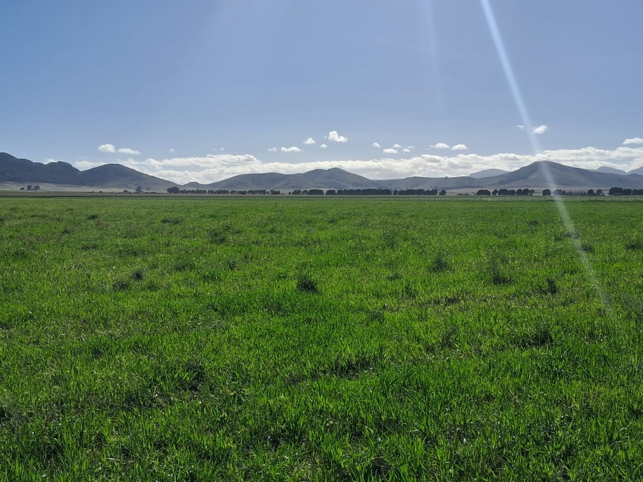 VENTA DE CAMPO MIXTO - TORNQUIST