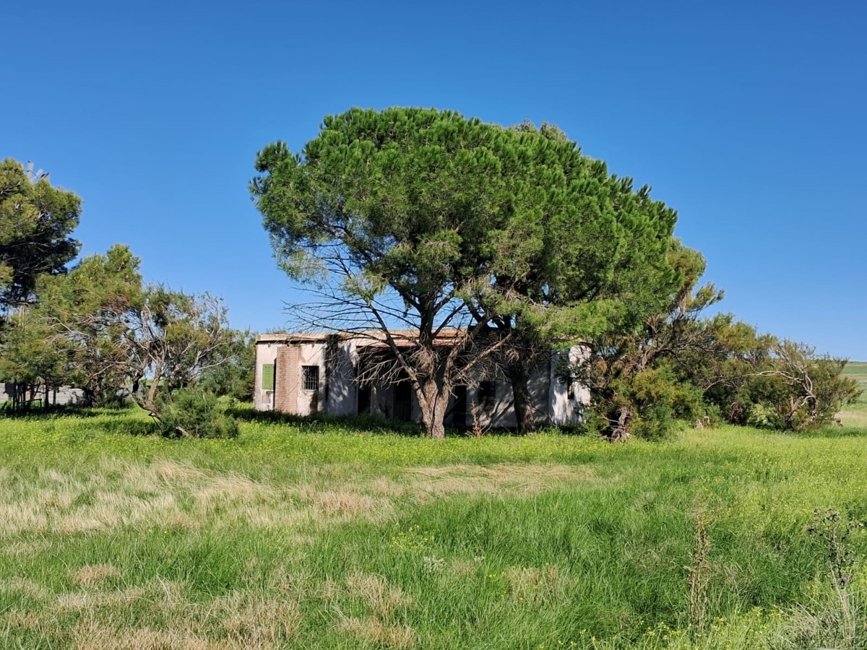 VENTA DE CAMPO MIXTO - TORNQUIST